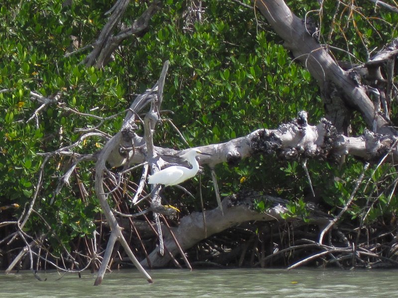 Captiva051310-0778.jpg - Kayaking Captiva:  Buck Key to Sanibel