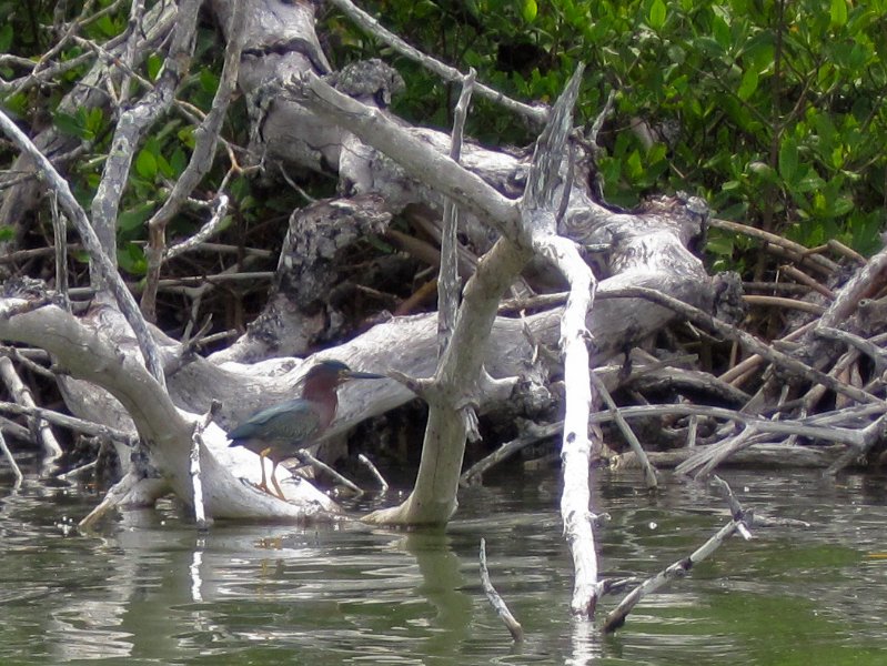 Captiva051310-0796.jpg - Kayaking Captiva:  Buck Key to Sanibel