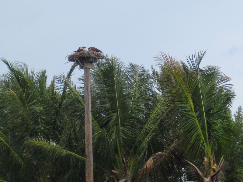 Captiva051310-0823.jpg - Osprey Nest