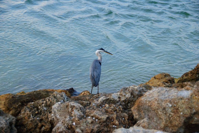 Captiva051310-2988.jpg - Redfish Pass