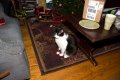 Xmas2010-7547