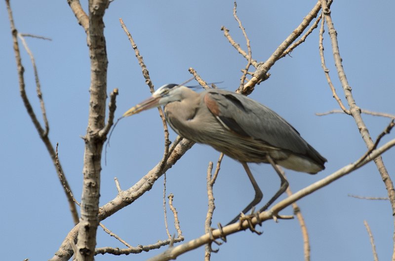 Danada043011-2480.jpg - Great Blue Heron Rookery, Danada Forest Preserve