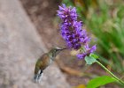 Hummingbird  Hummingbird. Flower garden at Broadmoor Resort : 2017, Broadmoor