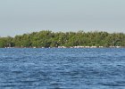 Boat to Cayo Costa  White Pelicans. Boat North along the Intercoatal water way to Cayo Costa. Boating from Captiva to Cayo Costa and back : 2017, Boat Ride, Captiva, Cayo Costa, White Pelicans, boating