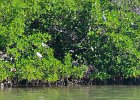 Kayak Buck Key  Ibis and Little BLue.  Heading North along the far side of Buck Key. Kayaking Buck Key, counterclockwise. : 2017, Buck Key, Captiva, Ibis, Kayaking, Little Blue Heron, Pine Island Sound