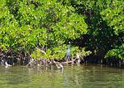 Kayak Buck Key  Little Blue Heron. Heading North along the far side of Buck Key. Kayaking Buck Key, counterclockwise. : 2017, Buck Key, Captiva, Kayaking, Little Blue Heron, Pine Island Sound