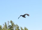 Kayak Buck Key  Juvenile bald eagle. Heading North along the far side of Buck Key. Kayaking Buck Key, counterclockwise. : 2017, Bald Eagle, Buck Key, Captiva, Kayaking, Pine Island Sound