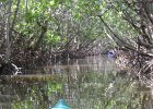 Kayak Buck Key  Paddling throught the Buck Key mangrove trail. Kayaking Buck Key, counterclockwise. : 2017, Buck Key, Captiva, Kayaking, Mangrove Trail, Pine Island Sound