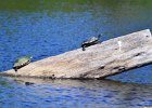Bailey Tract  Turtles found at the Bailey Tract : 2017, Bailey Tract, Captiva, Homestead, Sanibel
