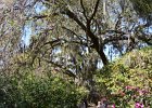 Charleston031117-6713  Walking toward the Long White Bridge Lawn. Magnolia Plantation & Garden. Weekend with Mike and Liane in Columbia  and Charleston : 2017, Magnolia Plantation & Garden, South Carolina