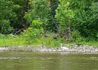 Great Egret  Great Egret. Paddling to downtown Aurora. Fox River Canoe Kayak Race from St Charles to Aurora : 2017, Fox River, Fox River Canoe and Kayak Race, Fox Valley Park District, Kayaking, paddling