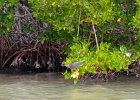 Captiva042018-7780  Kayaking around Buck Key.  Southerly wind, tide coming in.  Started South along Roosevelt Channel, then went all the way around the far side. : 2018, Buck Key, Captiva, Kayaking