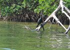 Captiva042018-7940  Kayaking around Buck Key. Started around the North tip of Buck,, South along the far side and then back up Roosevelt Channel,  The tide was coming in, the wind was from the south and the water was very smooth. : 2018, Buck Key, Captiva, Kayaking