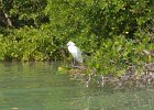 Captiva042018-7970  Kayaking around Buck Key. Started around the North tip of Buck,, South along the far side and then back up Roosevelt Channel,  The tide was coming in, the wind was from the south and the water was very smooth. : 2018, Buck Key, Captiva, Kayaking