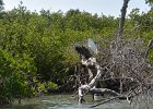 Captiva042018-7993  Kayaking around Buck Key. Started around the North tip of Buck,, South along the far side and then back up Roosevelt Channel,  The tide was coming in, the wind was from the south and the water was very smooth. : 2018, Buck Key, Captiva, Kayaking
