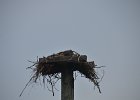 Osprey seen from 1633  View from room 1633 : 2018, Captiva, nest
