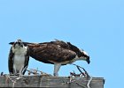 Osprey seen from 1633  Osprey as seen from room 1633 : 2018, 500mm, 500mm f/4.0, Captiva, Osprey, nest
