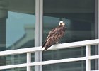Osprey seen from 1633  Osprey perched on a neighboring condo, a little unusual.  Viewed from 1633 : 1633, 2018, Captiva, Osprey