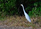 Great Egret, Ding Darling  Great Egret seen along Wildlife Drive, Ding Darling : 2018, Captiva, Ding Darling, ding darling wildlife refuge