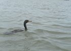 Cormorant  Cormorant. Kayaking around Buck Key. Started South along Roosevelt Channel, then went all the way around the far side. Tide coming in, strong wind from the South : 2018, Buck Key, Captiva, Kayaking