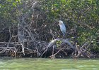 Great Blue Heron. Kayaking Buck Key  Great Blue Heron. Kayaking around Buck Key. Started around the North tip of Buck,, South along the far side and then back up Roosevelt Channel,  The tide was coming in, the wind was from the south and the water was very smooth. : 2018, Buck Key, Captiva, Kayaking