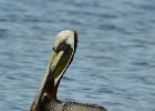 Pelican w/Rosatte Spoonbills  Pelican w/Rosatte Spoonbills, Wildlife Dr, DIng Darling Nature Preserve : 2018, 500mm, 500mm f/4.0, Captiva, Ding Darling, Roseate Spoonbill, Sanibel