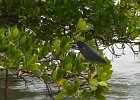 Green Heron  Green Heron. Kayaking around Buck Key.  Southerly wind, tide coming in.  Started South along Roosevelt Channel, then went all the way around the far side. : 2018, Buck Key, Captiva, Kayaking