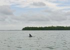 Dolphin  Dolphin, Kayaking around Buck Key. Started South along Roosevelt Channel, then went all the way around the far side. Tide coming in, strong wind from the South : 2018, Buck Key, Captiva, Dolphin, Kayaking