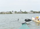 Cormorant  Cormorant. Kayaking around Buck Key. Started South along Roosevelt Channel, then went all the way around the far side. Tide coming in, strong wind from the South : 2018, Buck Key, Captiva, Cormorant, Kayaking