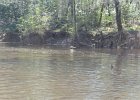 DSC 7686  Kayaking Cedar Creek in the Congaree National Park : 2018, Cedar Creek, Columbia, Congaree National Park, Kayaking, SC, South Carolina