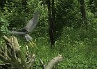 KayakSkokieLagoons061718-4040  Kayaking Skokie Lagoons, from Tower road launch down to lagoon 1 : 2018, Kayaking, Skokie Lagoons