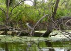 KayakSkokieLagoons061718-8182  Kayaking Skokie Lagoons, from Tower road launch down to lagoon 1 : 2018, Kayaking, Skokie Lagoons, paddling