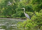 KayakSkokieLagoons061718-8193  Kayaking Skokie Lagoons, from Tower road launch down to lagoon 1 : 2018, Kayaking, Skokie Lagoons, paddling