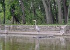 KayakSkokieLagoons061718-8201  Kayaking Skokie Lagoons, from Tower road launch down to lagoon 1 : 2018, Kayaking, Skokie Lagoons, paddling