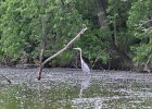 KayakSkokieLagoons061718-8202  Kayaking Skokie Lagoons, from Tower road launch down to lagoon 1 : 2018, Kayaking, Skokie Lagoons, paddling