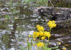 KayakSkokieLagoons061718-8207  Kayaking Skokie Lagoons, from Tower road launch down to lagoon 1 : 2018, Kayaking, Skokie Lagoons, paddling