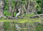 KayakSkokieLagoons061718-8215  Kayaking Skokie Lagoons, from Tower road launch down to lagoon 1 : 2018, Kayaking, Skokie Lagoons, paddling