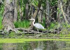 KayakSkokieLagoons061718-8217  Kayaking Skokie Lagoons, from Tower road launch down to lagoon 1 : 2018, Kayaking, Skokie Lagoons, paddling