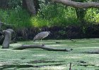 KayakSkokieLagoons061718-8223  Kayaking Skokie Lagoons, from Tower road launch down to lagoon 1 : 2018, Kayaking, Skokie Lagoons, paddling