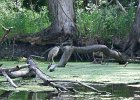 KayakSkokieLagoons061718-8226  Kayaking Skokie Lagoons, from Tower road launch down to lagoon 1 : 2018, Kayaking, Skokie Lagoons, paddling