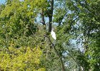 Great Egret  Great Egret. Kayaking Fox River from Yorkville to Silver Springs State Park : 2018, Fox River, Kayaking, Yorkville to Sliver Springs State Park, paddling