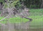 Green Heron  Green Heron. Kayaking Fox River from Yorkville to Silver Springs State Park : 2018, Fox River, Kayaking, Yorkville to Sliver Springs State Park, paddling