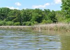 KayakBusse052618-8007  Kayaking Busse Lake, first paddle of the year : 2018, Busse Forest Nature Preserve, Busse Lake, Kayaking, paddling