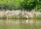 KayakBusse052618-8009  Kayaking Busse Lake, first paddle of the year : 2018, Busse Forest Nature Preserve, Busse Lake, Kayaking, paddling