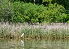 KayakBusse052618-8011  Kayaking Busse Lake, first paddle of the year : 2018, Busse Forest Nature Preserve, Busse Lake, Kayaking, paddling