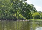 KayakBusse052618-8017  Kayaking Busse Lake, first paddle of the year : 2018, Busse Forest Nature Preserve, Busse Lake, Kayaking, paddling