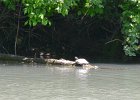 KayakNorthShoreChannel060318-8085  Kayaking North Shore Channel : 2018, Kayaking, North Shore Channel, Skokie, paddling