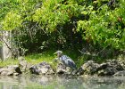 KayakNorthShoreChannel060318-8096  Kayaking North Shore Channel : 2018, Kayaking, North Shore Channel, Skokie, paddling