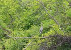 KayakNorthShoreChannel060318-8113  Kayaking North Shore Channel : 2018, Kayaking, North Shore Channel, Skokie, paddling