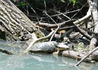 KayakNorthShoreChannel060318-8122  Kayaking North Shore Channel : 2018, Kayaking, North Shore Channel, Skokie, paddling